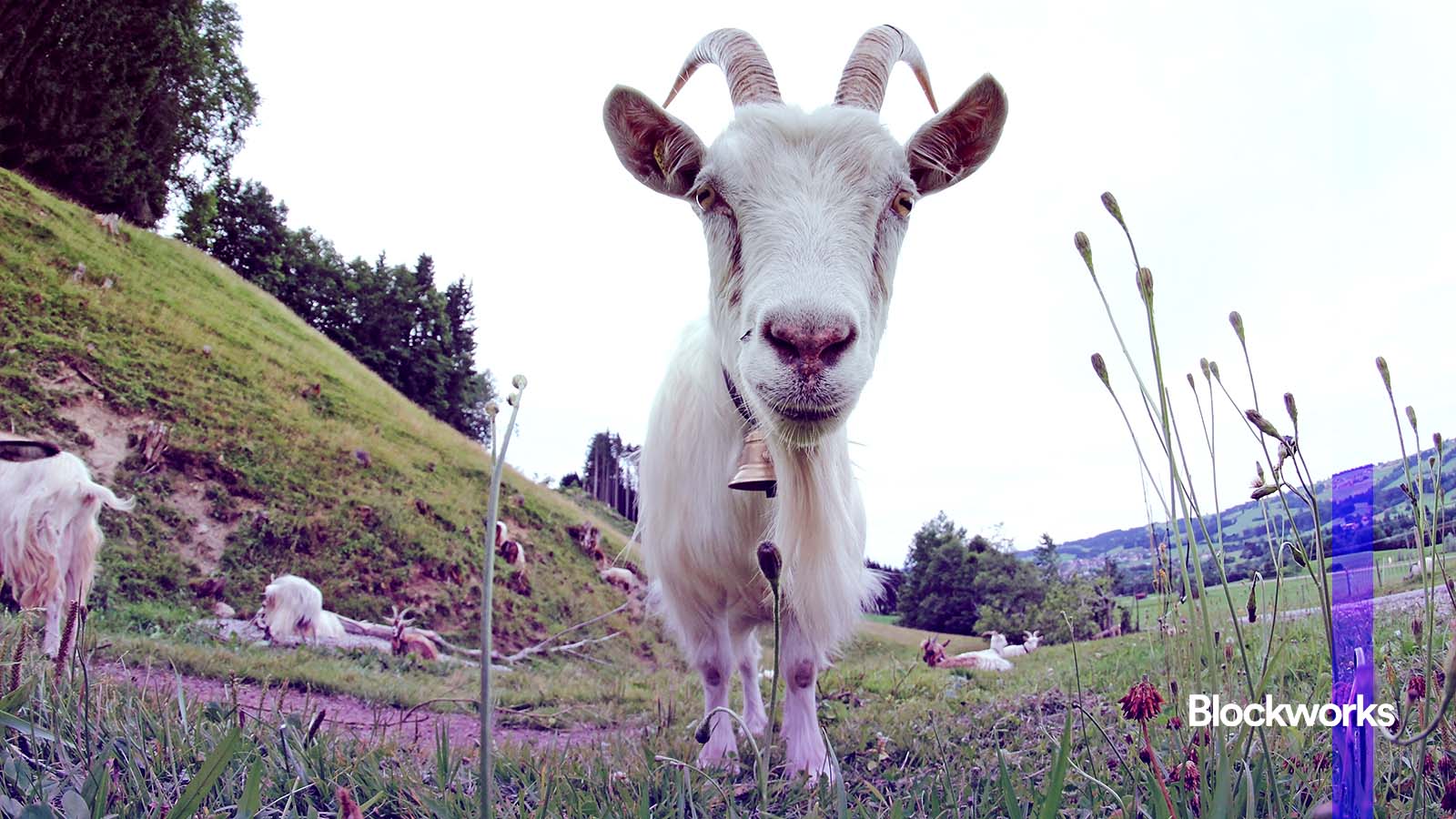 Goat Terminal GOAT is no longer Truth Terminal’s largest holding - Blockworks